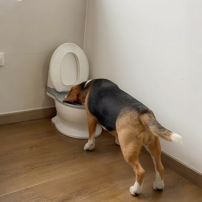 Новая забавная креативная миск – обзор и цена Pet Feeders
